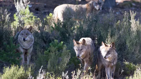 Robledo de Sanabria. El Centro del Lobo de Castilla y Leon alberga en sus instalaciones 11 ejemplares de Lobo Iberico (Canis Lupus Signatus) en situacion de semilibertad y esta abierto tres dias a la semana durante todo el a&ntilde;o. El Centro, abierto en 2015, intenta divulgar la  convivencia historica entre lobo y ser humano en la Sierra de la Culebra, lugar de mayor concentracion de este canido en el sur de Europa.