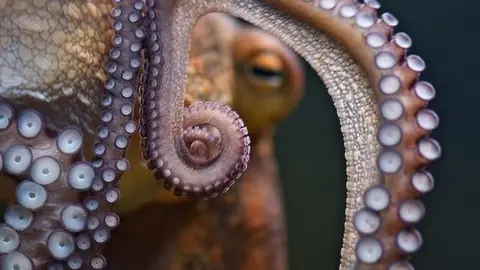close-up of the tentacles of an octopus underwater