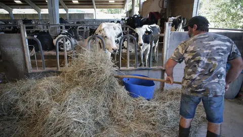 Sabadelle, Chantada, Lugo. Im&aacute;genes de la SAT de producci&oacute;n l&aacute;ctea Gander&iacute;a Sabadelle. La SAT cuenta con m&aacute;s de 200 cabezas de producci&oacute;n l&aacute;ctea, y cuentan todas ellas con vacuna contra la Lengua Azul, aunque no comprenden por que la Xunta de Galicia no vacuna a los becerros de menos de 3 meses.
