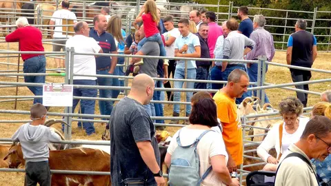 Se presentaron a la feria ejemplares de ganado caprino, ovino y asnal