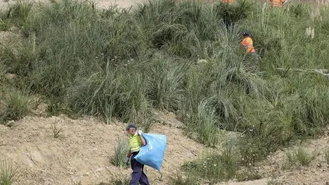 plantas invasoras
plumeros
el cuco
nr &copy;
28 ago 19