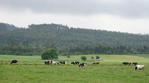 Prao Vacas Pastando Verde Paisaje