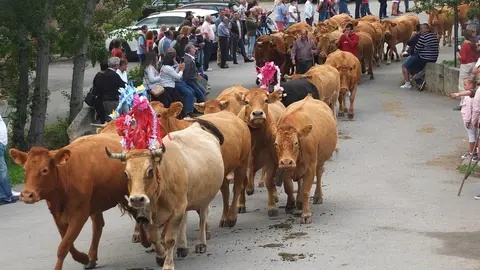 El ganado baja del puerto despu&eacute;s de haber pasado el verano