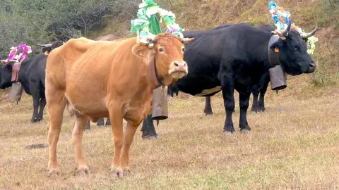 El ganado luce los tradicionales arcos y campanos