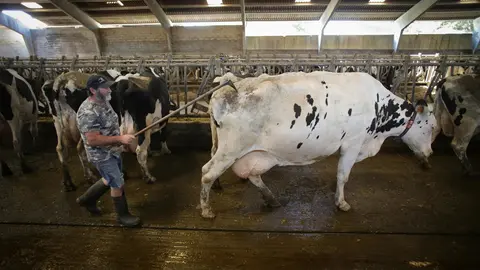 Sabadelle, Chantada, Lugo. Im&aacute;genes de la SAT de producci&oacute;n l&aacute;ctea Gander&iacute;a Sabadelle. La SAT cuenta con m&aacute;s de 200 cabezas de producci&oacute;n l&aacute;ctea, y cuentan todas ellas con vacuna contra la Lengua Azul, aunque no comprenden por que la Xunta de Galicia no vacuna a los becerros de menos de 3 meses.