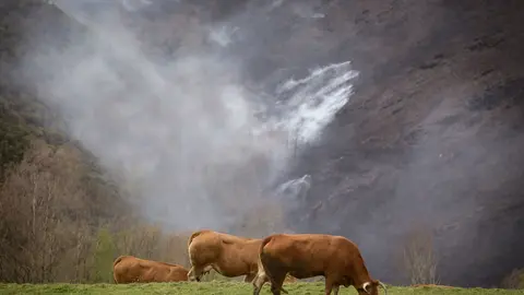 Baleira, Lugo. M&aacute;s de 1200 hect&aacute;reas quemadas en los concellos lucenses de Baleira, A Fonsagrada y Ribeira de Piqu&iacute;n tras el paso de un gran incendiom originado en la tarde del martes. Varios n&uacute;cleos de poblaci&oacute;n han sido desalojados en la tarde-noche del mi&eacute;rcoles debido a la cercan&iacute;a de las llamas. En la imagen, varias vacas pastan con un fonde de monte quemado en O Soll&iacute;o, Baleira, en la tarde del jueves 30 de marzo