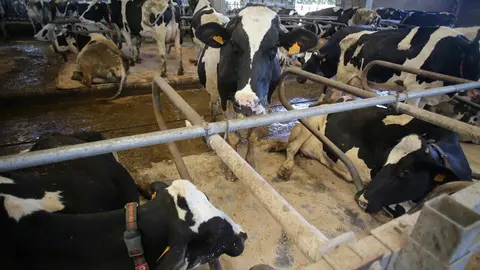 Sabadelle, Chantada, Lugo. Im&aacute;genes de la SAT de producci&oacute;n l&aacute;ctea Gander&iacute;a Sabadelle. La SAT cuenta con m&aacute;s de 200 cabezas de producci&oacute;n l&aacute;ctea, y cuentan todas ellas con vacuna contra la Lengua Azul, aunque no comprenden por que la Xunta de Galicia no vacuna a los becerros de menos de 3 meses.