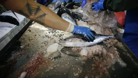 Burela, Lugo. El volantero Regino Jes&uacute;s, con base en Puerto de Vega, descarga m&aacute;s de 6.000 kg de bonito procedente de las Islas Azores. La costera del bonito en Burela comenz&oacute; hace dos semanas y se prev&eacute; que contin&uacute;e abierta hasta finales del verano. En las im&aacute;genes, los marineros del barco y los trabajadores de la lonja descargan las piezas del t&uacute;nido, en la madrugada del jueves 15 de junio.