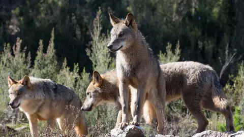 Robledo de Sanabria. El Centro del Lobo de Castilla y Leon alberga en sus instalaciones 11 ejemplares de Lobo Iberico (Canis Lupus Signatus) en situacion de semilibertad y esta abierto tres dias a la semana durante todo el a&ntilde;o. El Centro, abierto en 2015, intenta divulgar la  convivencia historica entre lobo y ser humano en la Sierra de la Culebra, lugar de mayor concentracion de este canido en el sur de Europa.