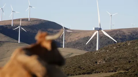 Abadin, Lugo. Vacas y caballos conviven con molinos de energia eolica en la Serra do Xistral. La nueva ley de eolicos que prepara la Xunta de Galicia esta generando malestar y disgusto en multitud de poblaciones y vecinos, al aumentar los derechos de las energeticas en los parques eolicos que se liciten a partir de ahora.