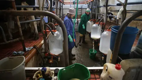 Macedo, Friol, Lugo. La ganader&iacute;a B&eacute;rtolos e Serranos orde&ntilde;a las vacas en su granja de la Parroquia de Macedo. La ganader&iacute;a produce leche para venta y para elaboraci&oacute;n de quesos bajo marca propia. Este a&ntilde;o, a diferencia de los anteriores, las grandes l&aacute;cteas est&aacute;n firmando contratos con los productores de una duraci&oacute;n de tres meses, cuando anteriormente se firmaban con car&aacute;cter anual. Esto se debe a la incertidumbre del mercado, argumentan desde las compa&ntilde;&iacute;as l&aacute;cteas. En la imagen, Concha Montecelos y Mar&iacute;a Blanco trabajan en la sala de orde&ntilde;o de la granja, en la ma&ntilde;ana del s&aacute;bado 18 de febrero