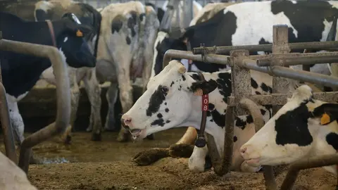 Sabadelle, Chantada, Lugo. Im&aacute;genes de la SAT de producci&oacute;n l&aacute;ctea Gander&iacute;a Sabadelle. La SAT cuenta con m&aacute;s de 200 cabezas de producci&oacute;n l&aacute;ctea, y cuentan todas ellas con vacuna contra la Lengua Azul, aunque no comprenden por que la Xunta de Galicia no vacuna a los becerros de menos de 3 meses.