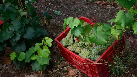 VENDIMIA EN DENOMINACI&Oacute;N DE ORIGEN MONTERREI. PROVINCIA DE OURENSE. 07


/09/23. foto Rosa Veiga