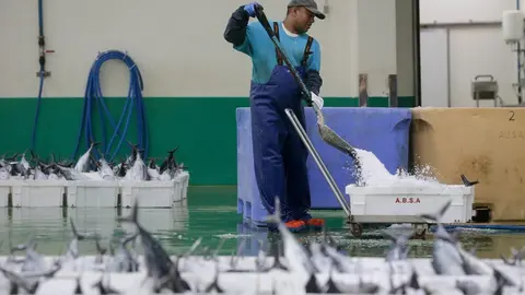 Burela, Lugo. El volantero Regino Jes&uacute;s, con base en Puerto de Vega, descarga m&aacute;s de 6.000 kg de bonito procedente de las Islas Azores. La costera del bonito en Burela comenz&oacute; hace dos semanas y se prev&eacute; que contin&uacute;e abierta hasta finales del verano. En las im&aacute;genes, los marineros del barco y los trabajadores de la lonja descargan las piezas del t&uacute;nido, en la madrugada del jueves 15 de junio.