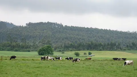 Prao Vacas Pastando Verde Paisaje