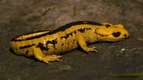 Salamandra