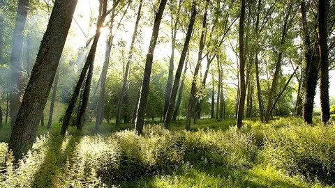 8:00	San Juan de Raicedo, Arenas de Igu&ntilde;a	El consejero de Cultura, Turismo y Deporte, Francisco Javier L&oacute;pez Marcano, visita las ruinas rom&aacute;nicas descubiertas en el municipio.
DANIEL PEDRIZA &copy;
7 JUN 06