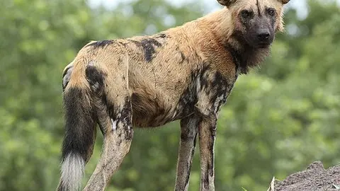 African_wild_dog,_Lycaon_pictus_at_Savuti,_Chobe_National_Park,_Botswana