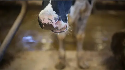 Sabadelle, Chantada, Lugo. Im&aacute;genes de la SAT de producci&oacute;n l&aacute;ctea Gander&iacute;a Sabadelle. La SAT cuenta con m&aacute;s de 200 cabezas de producci&oacute;n l&aacute;ctea, y cuentan todas ellas con vacuna contra la Lengua Azul, aunque no comprenden por que la Xunta de Galicia no vacuna a los becerros de menos de 3 meses.