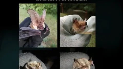 Curso quir&oacute;pteros 24