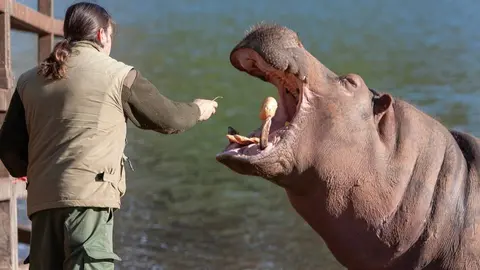 Parque de la Naturaleza de Cab&aacute;rceno El consejero de Innovaci&oacute;n, Industria, Turismo y Comercio, Eduardo Arasti, presenta el nuevo hipop&oacute;tamo macho.
