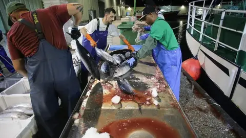 Burela, Lugo. El volantero Regino Jes&uacute;s, con base en Puerto de Vega, descarga m&aacute;s de 6.000 kg de bonito procedente de las Islas Azores. La costera del bonito en Burela comenz&oacute; hace dos semanas y se prev&eacute; que contin&uacute;e abierta hasta finales del verano. En las im&aacute;genes, los marineros del barco y los trabajadores de la lonja descargan las piezas del t&uacute;nido, en la madrugada del jueves 15 de junio.