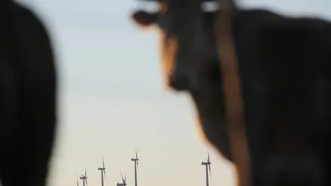 Abadin, Lugo. Vacas y caballos conviven con molinos de energia eolica en la Serra do Xistral. La nueva ley de eolicos que prepara la Xunta de Galicia esta generando malestar y disgusto en multitud de poblaciones y vecinos, al aumentar los derechos de las energeticas en los parques eolicos que se liciten a partir de ahora.