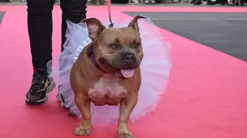 DESFILE CANINO Y FELINO 'ADÓPTAME' - LIENCRES (53)