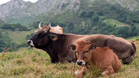 Cow, meadows and mountains. Rural Asturias