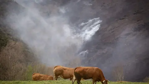 Baleira, Lugo. M&aacute;s de 1200 hect&aacute;reas quemadas en los concellos lucenses de Baleira, A Fonsagrada y Ribeira de Piqu&iacute;n tras el paso de un gran incendiom originado en la tarde del martes. Varios n&uacute;cleos de poblaci&oacute;n han sido desalojados en la tarde-noche del mi&eacute;rcoles debido a la cercan&iacute;a de las llamas. En la imagen, varias vacas pastan con un fonde de monte quemado en O Soll&iacute;o, Baleira, en la tarde del jueves 30 de marzo