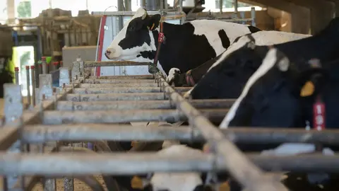 Sabadelle, Chantada, Lugo. Im&aacute;genes de la SAT de producci&oacute;n l&aacute;ctea Gander&iacute;a Sabadelle. La SAT cuenta con m&aacute;s de 200 cabezas de producci&oacute;n l&aacute;ctea, y cuentan todas ellas con vacuna contra la Lengua Azul, aunque no comprenden por que la Xunta de Galicia no vacuna a los becerros de menos de 3 meses.