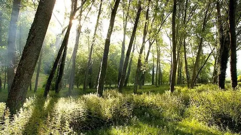 8:00	San Juan de Raicedo, Arenas de Igu&ntilde;a	El consejero de Cultura, Turismo y Deporte, Francisco Javier L&oacute;pez Marcano, visita las ruinas rom&aacute;nicas descubiertas en el municipio.
DANIEL PEDRIZA &copy;
7 JUN 06