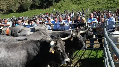12:00 horas. Prado Socollo, Puentenansa (Rionansa). Los consejeros de Fomento, Vivienda, Ordenaci&oacute;n del Territorio y Medio Ambiente, Roberto Media, y de Desarrollo Rural, Ganader&iacute;a, Pesca y Alimentaci&oacute;n, Mar&iacute;a Jes&uacute;s Susinos, asisten a la LIII Feria exposici&oacute;n de ganado de San Miguel. 29 de septiembre de 2024 &copy; Ra&uacute;l Lucio