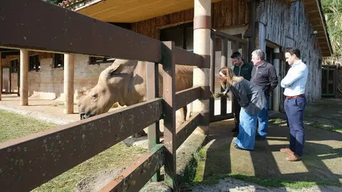 13:00 horas. Parque de la Naturaleza de Cab&aacute;rceno. La presidenta de Cantabria, Mar&iacute;a Jos&eacute; S&aacute;enz de Buruaga, visita el recinto de rinocerontes. 29 de octubre de 2024 &copy; Ra&uacute;l Lucio