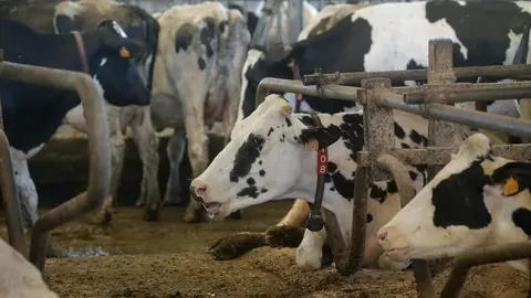 Sabadelle, Chantada, Lugo. Im&aacute;genes de la SAT de producci&oacute;n l&aacute;ctea Gander&iacute;a Sabadelle. La SAT cuenta con m&aacute;s de 200 cabezas de producci&oacute;n l&aacute;ctea, y cuentan todas ellas con vacuna contra la Lengua Azul, aunque no comprenden por que la Xunta de Galicia no vacuna a los becerros de menos de 3 meses.