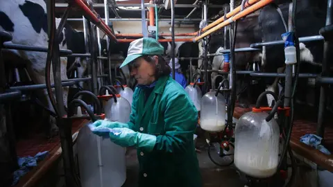 Macedo, Friol, Lugo. La ganader&iacute;a B&eacute;rtolos e Serranos orde&ntilde;a las vacas en su granja de la Parroquia de Macedo. La ganader&iacute;a produce leche para venta y para elaboraci&oacute;n de quesos bajo marca propia. Este a&ntilde;o, a diferencia de los anteriores, las grandes l&aacute;cteas est&aacute;n firmando contratos con los productores de una duraci&oacute;n de tres meses, cuando anteriormente se firmaban con car&aacute;cter anual. Esto se debe a la incertidumbre del mercado, argumentan desde las compa&ntilde;&iacute;as l&aacute;cteas. En la imagen, Mar&iacute;a Blanco en la sala de orde&ntilde;o de la granja, en la ma&ntilde;ana del s&aacute;bado 18 de febrero