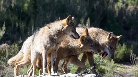 Robledo de Sanabria. El Centro del Lobo de Castilla y Leon alberga en sus instalaciones 11 ejemplares de Lobo Iberico (Canis Lupus Signatus) en situacion de semilibertad y esta abierto tres dias a la semana durante todo el a&ntilde;o. El Centro, abierto en 2015, intenta divulgar la  convivencia historica entre lobo y ser humano en la Sierra de la Culebra, lugar de mayor concentracion de este canido en el sur de Europa.