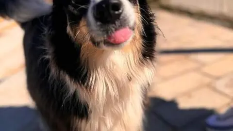 Perro en Santa Cruz de Bezana