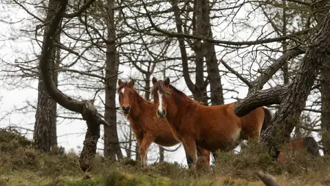 Ferreira do Valadouro, Lugo. Grupos de caballos salvajes en la Serra do Xistral, al norte de la Provincia de Lugo.