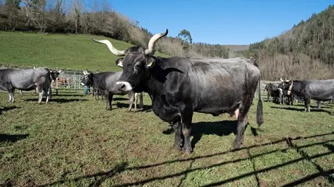 12:30 horas. Valle de Cabu&eacute;rniga. La consejera de Desarrollo Rural, Ganader&iacute;a, Pesca y Alimentaci&oacute;n, Mar&iacute;a Jes&uacute;s Susinos, visita la &ldquo;Feriuca&rdquo; ganadera. 18 de enero de 2025 &copy; Ra&uacute;l Lucio
