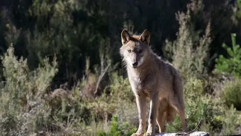 Robledo de Sanabria. El Centro del Lobo de Castilla y Leon alberga en sus instalaciones 11 ejemplares de Lobo Iberico (Canis Lupus Signatus) en situacion de semilibertad y esta abierto tres dias a la semana durante todo el a&ntilde;o. El Centro, abierto en 2015, intenta divulgar la  convivencia historica entre lobo y ser humano en la Sierra de la Culebra, lugar de mayor concentracion de este canido en el sur de Europa.