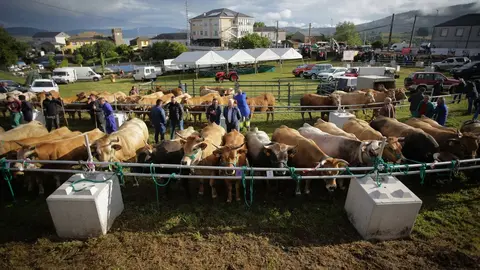 Cervantes, Lugo. Feria en defensa del ganadero de monta&ntilde;a. M&aacute;s de 180 reses se han puesto en venta y miles de personas han asistido a la comarca de Ancares, donde se concentran gran parte de las explotaciones de vacuno en extensivo de Galicia.