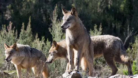 Robledo de Sanabria. El Centro del Lobo de Castilla y Leon alberga en sus instalaciones 11 ejemplares de Lobo Iberico (Canis Lupus Signatus) en situacion de semilibertad y esta abierto tres dias a la semana durante todo el a&ntilde;o. El Centro, abierto en 2015, intenta divulgar la  convivencia historica entre lobo y ser humano en la Sierra de la Culebra, lugar de mayor concentracion de este canido en el sur de Europa.