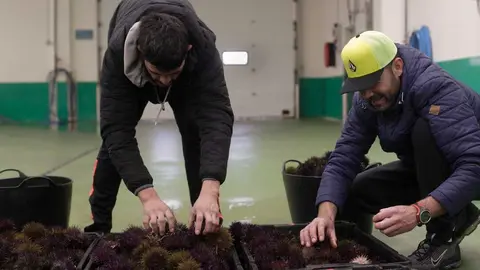 Burela, Lugo. Lonja del marisco en el Puerto de Burela. Los precios contin&uacute;an su ascenso ante la proximidad de las fiestas navide&ntilde;as. La centolla ha superado los 30&euro; por kilo y otros mariscos como el escaso santiagui&ntilde;o ascienden ya por encima de los 100&euro; kilo.