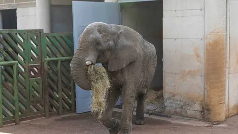 Elefante cab&aacute;rcebno. Industria. 30 SEPTIEMBRE 2015 &copy; Miguel De la Parra