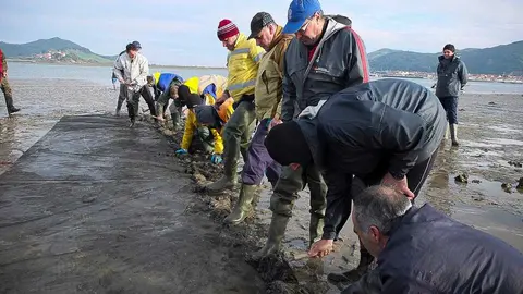 Siembre de la almeja.
Consejer&iacute;a de Medio Rural.