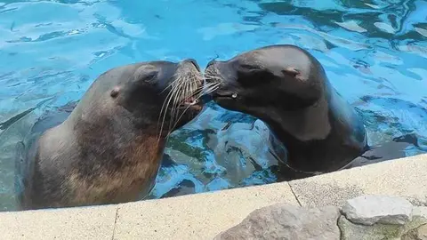 leones marionos cabarceno