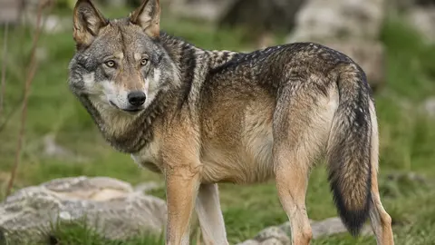 LOBO