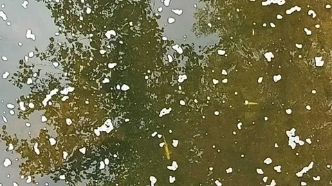 El Gobierno de Cantabria, a trav&eacute;s de la Consejer&iacute;a de Desarrollo Rural, Ganader&iacute;a, Pesca y Alimentaci&oacute;n, ha cifrado en m&aacute;s de 2.100 los peces muertos por el vertido de purines que se ha detectado el pasado viernes en el municipio de Saro y que ha afectado a los r&iacute;os Pisue&ntilde;a y Llerana, &ldquo;quedando este &uacute;ltimo arrasado y completamente sin vida&rdquo;.
 20 jul 26