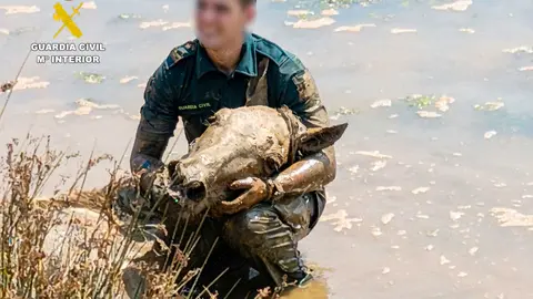 rescate caballos